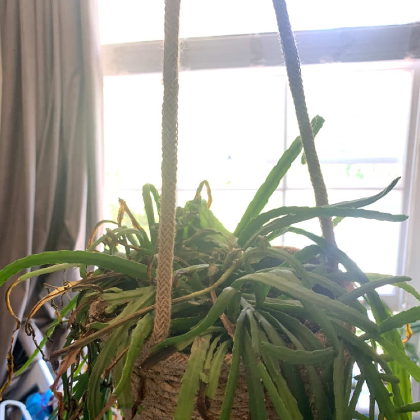 Photo of the plant species Pfeiffera boliviana by @Bell named Dolores on Greg, the plant care app