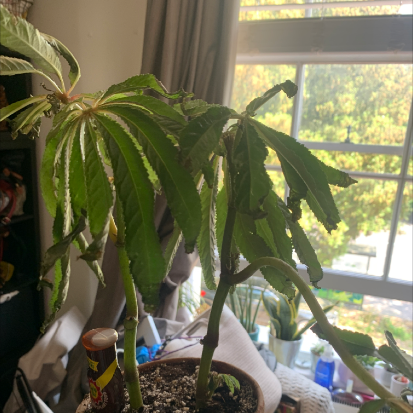 Photo of the plant species Palm Leaf Begonia by @Bell named Begonia on Greg, the plant care app