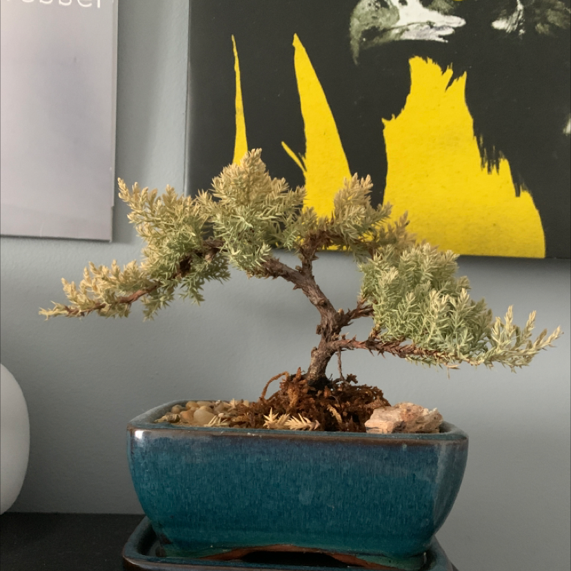 American Juniper bonsai in a blue ceramic pot with artwork in the background.
