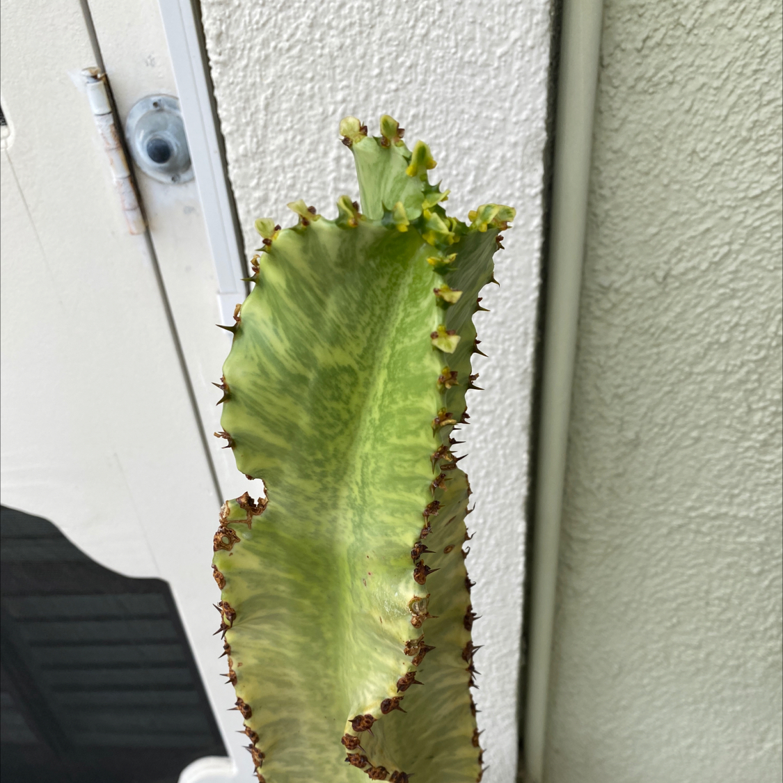 Variegated African Candelabra plant with brown spots on the edges of the stem, indoors against a textured wall.