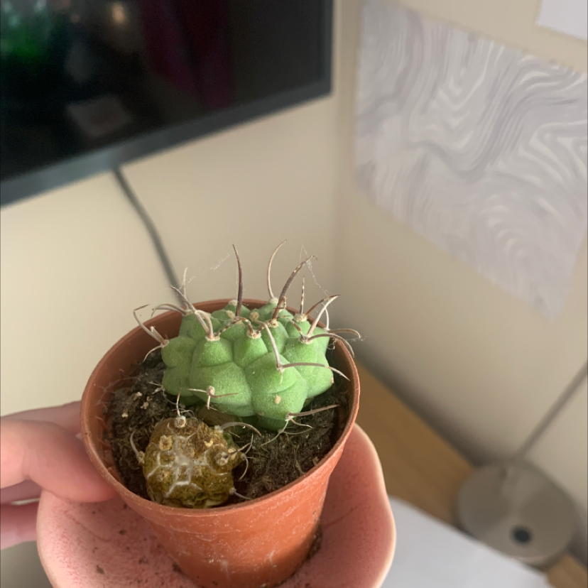Turbinicarpus schmiedickeanus cactus in a terracotta pot, held by a hand.