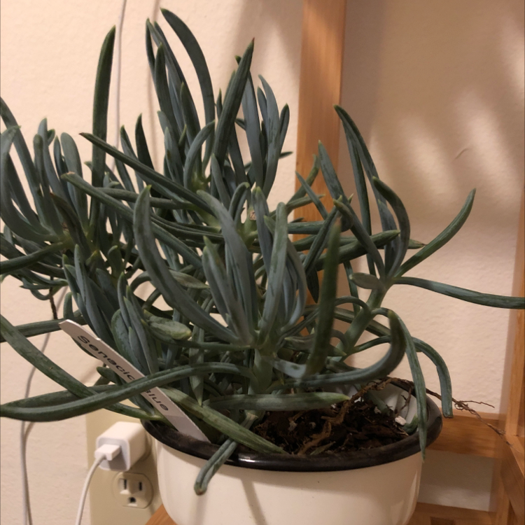 Narrow-Leaf Chalk Sticks plant in a pot, appearing healthy with green leaves.