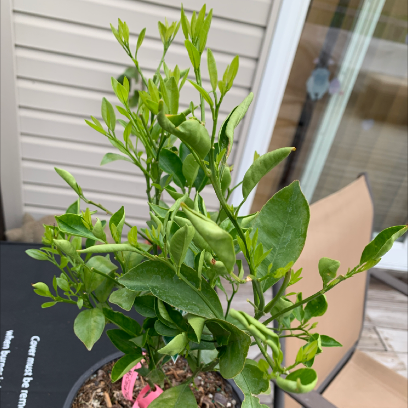 Potted Calamondin plant with healthy green leaves, well-framed and in focus.