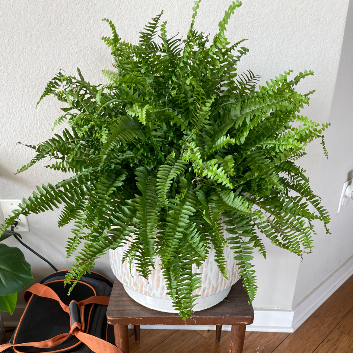 Photo of the plant species Boston Fern by @Meshahow named Forrest on Greg, the plant care app