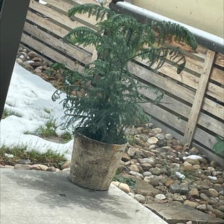 Afghan Pine plant in Somewhere on Earth