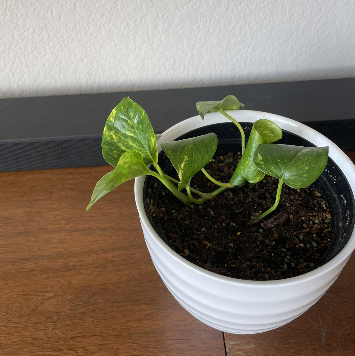 Taro Vine plant photo by @Meshahow named Athena on Greg, the plant care app.