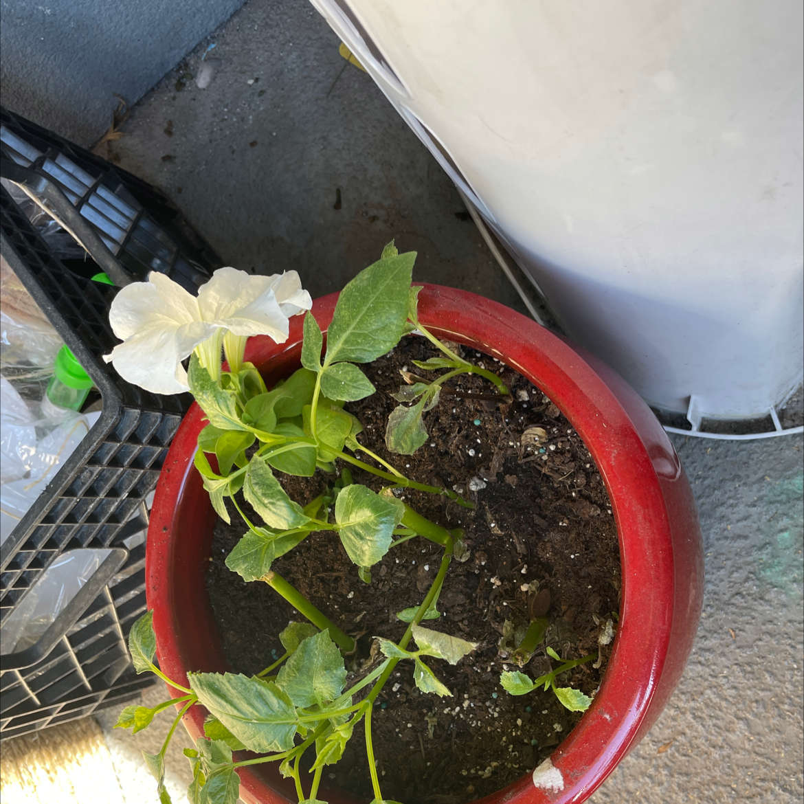 Photo of the plant species Large White Petunia by @Meshahow named Your plant on Greg, the plant care app