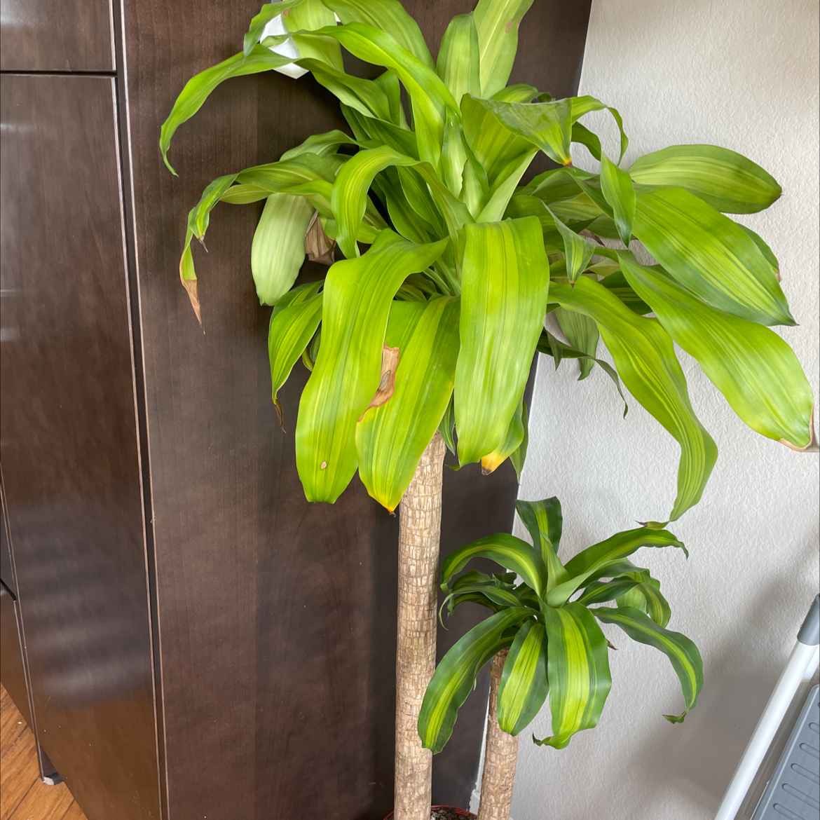 Cornstalk Dracaena plant photo by @Meshahow named Sir Plancelot on Greg, the plant care app.