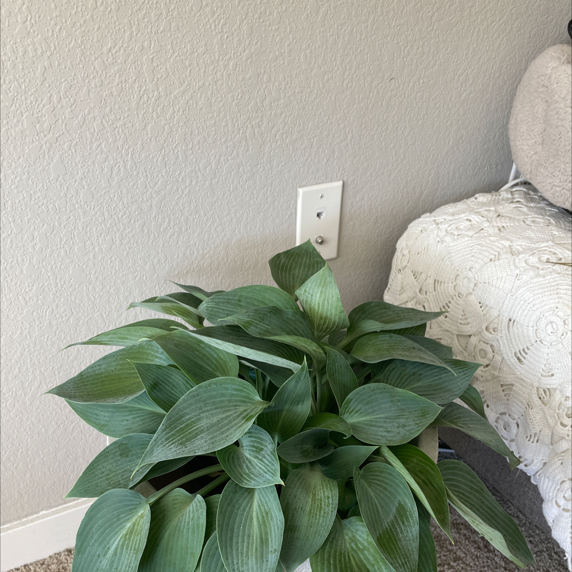 suji-gibōshi plant photo by @Meshahow named Oscar on Greg, the plant care app.