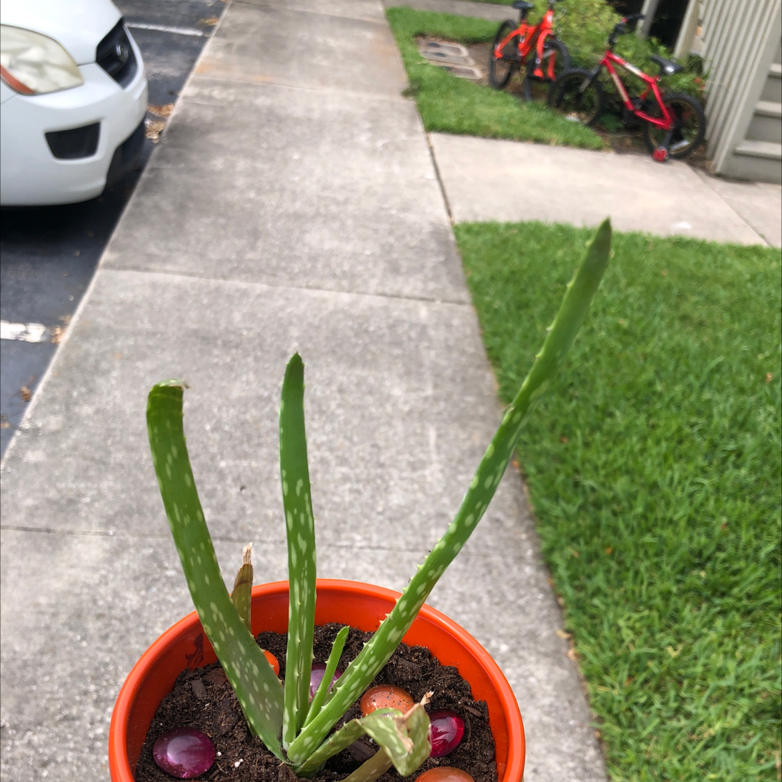 Aloe vera plant photo by @Dazzlingpaisly named Esther on Greg, the plant care app.