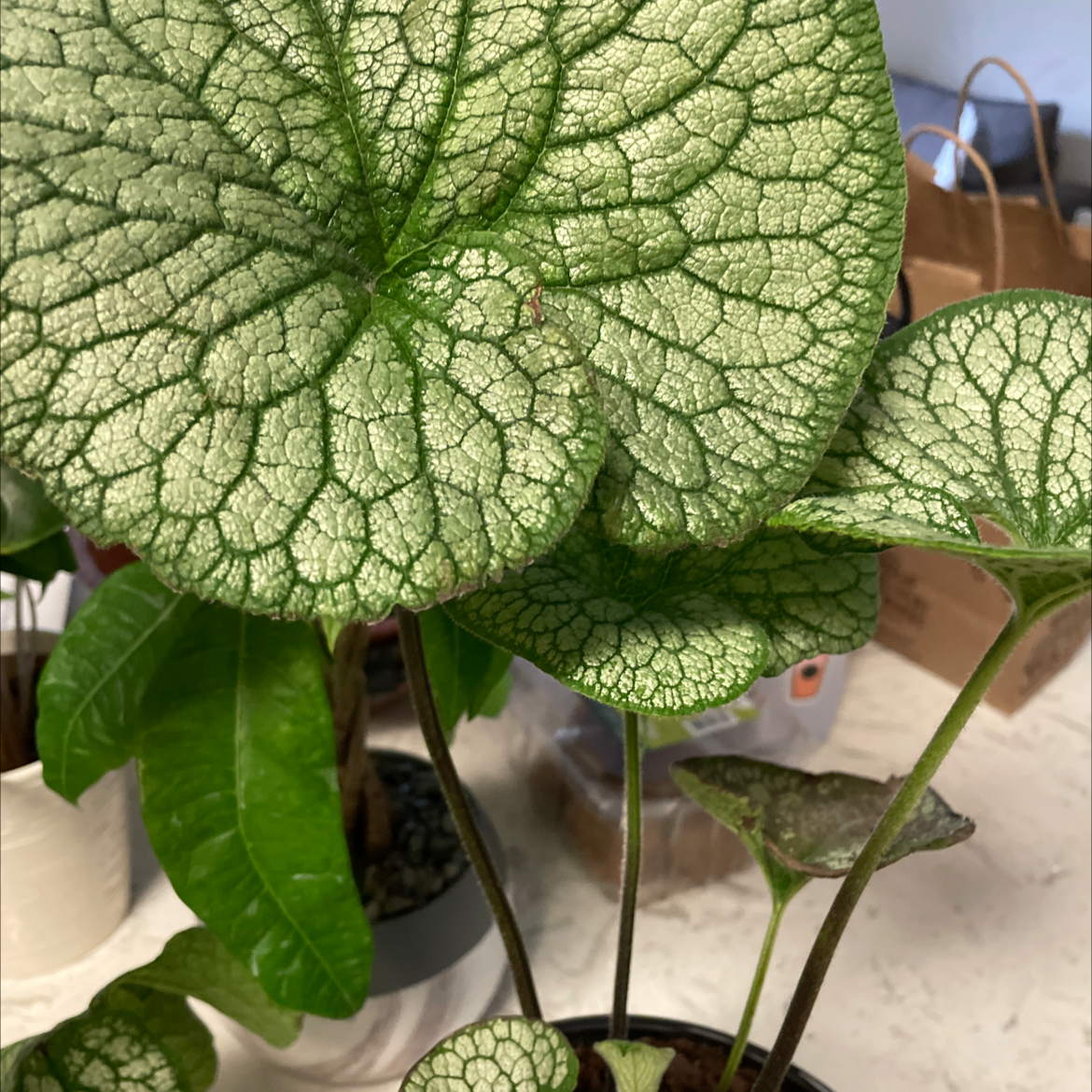 false Forget-Me-Not plant with large, veined leaves in a pot.