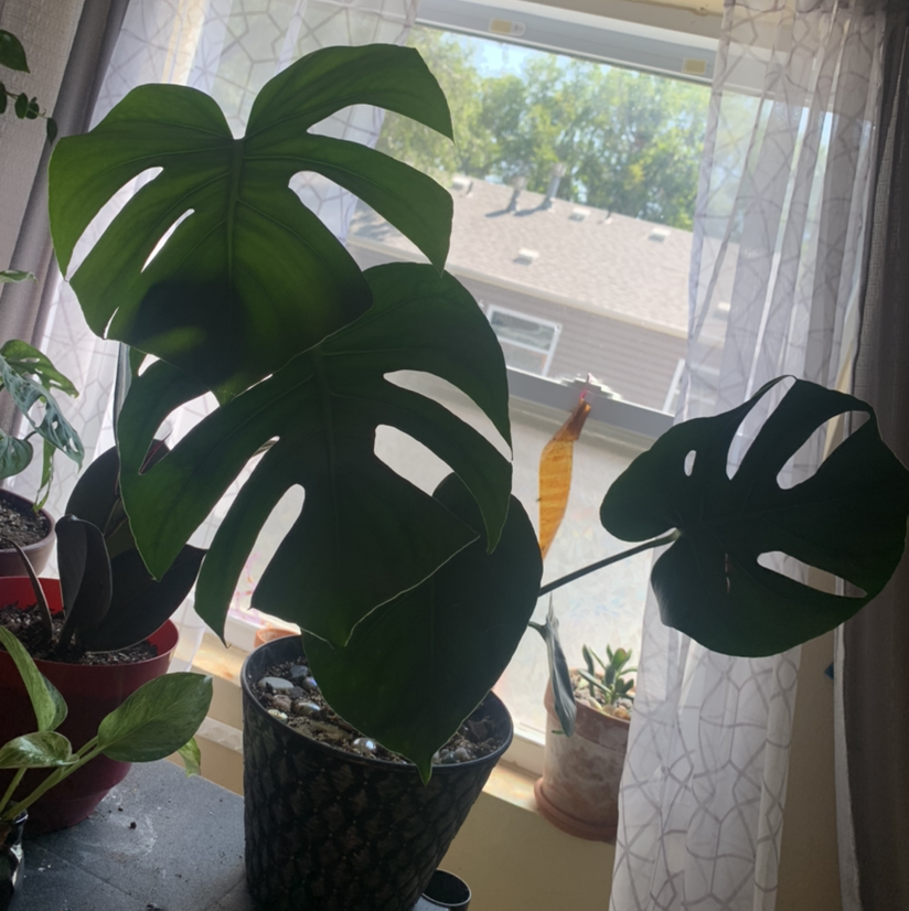 Monstera plant photo by @karxline named Winston on Greg, the plant care app.