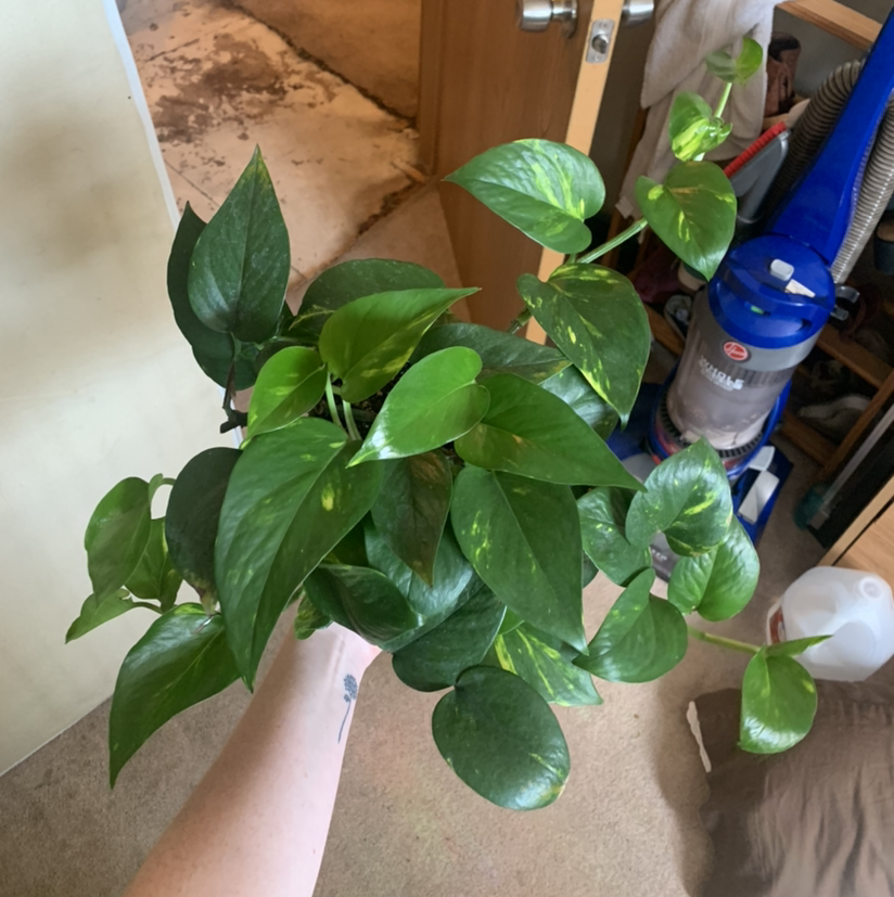 Taro Vine plant photo by @karxline named Aurora on Greg, the plant care app.