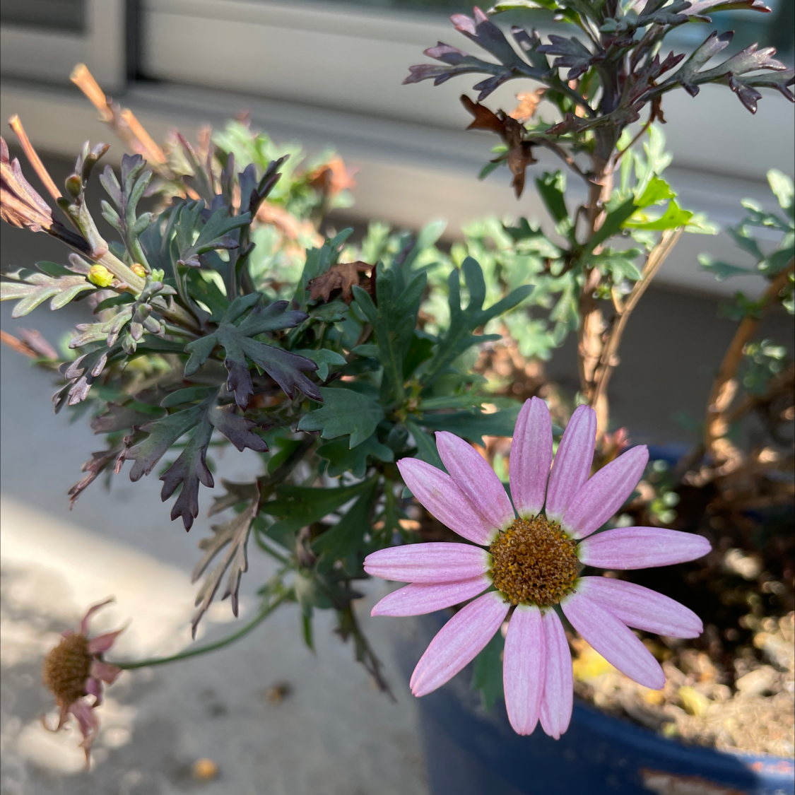 Photo of the plant species Marguerite by @Ryu.K named Ohana on Greg, the plant care app