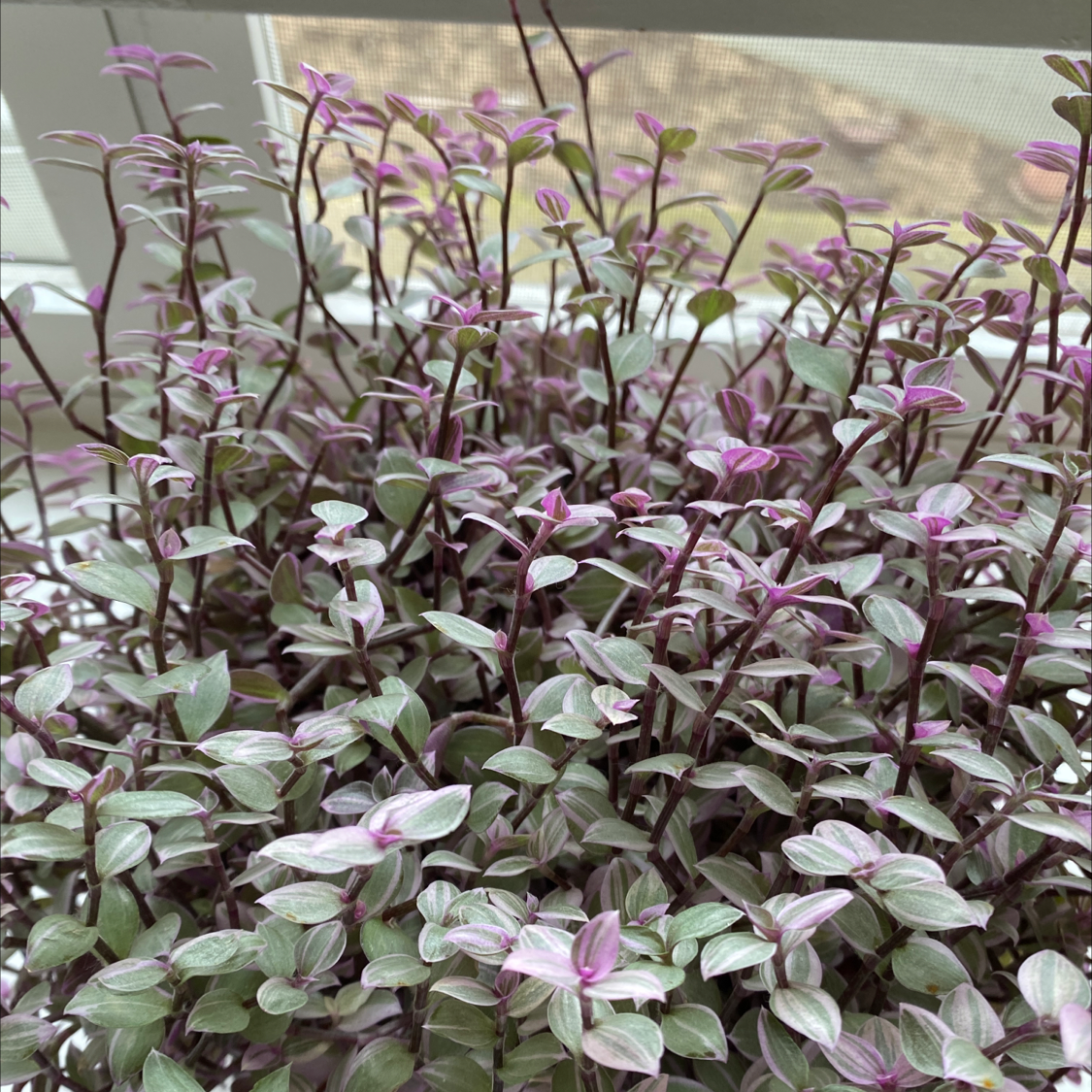 Cluster of healthy Creeping Inch Plants with small green and purple leaves growing densely along delicate stems.