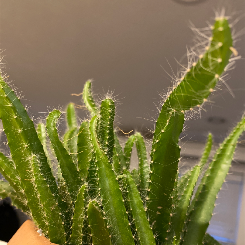 Dragonfruit plant photo by Morgan named Dragon on Greg, the plant care app.