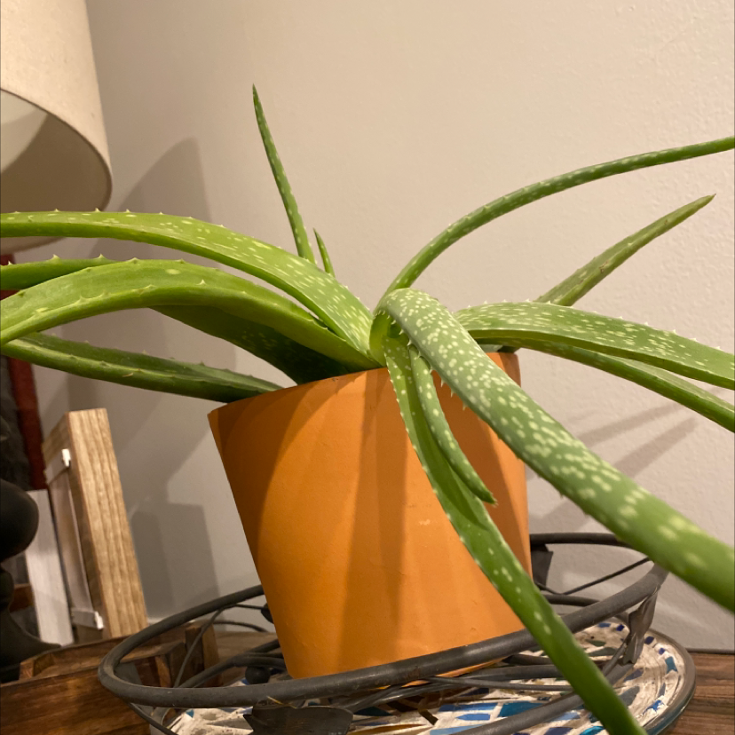 Aloe vera plant photo by Morgan named Journey on Greg, the plant care app.