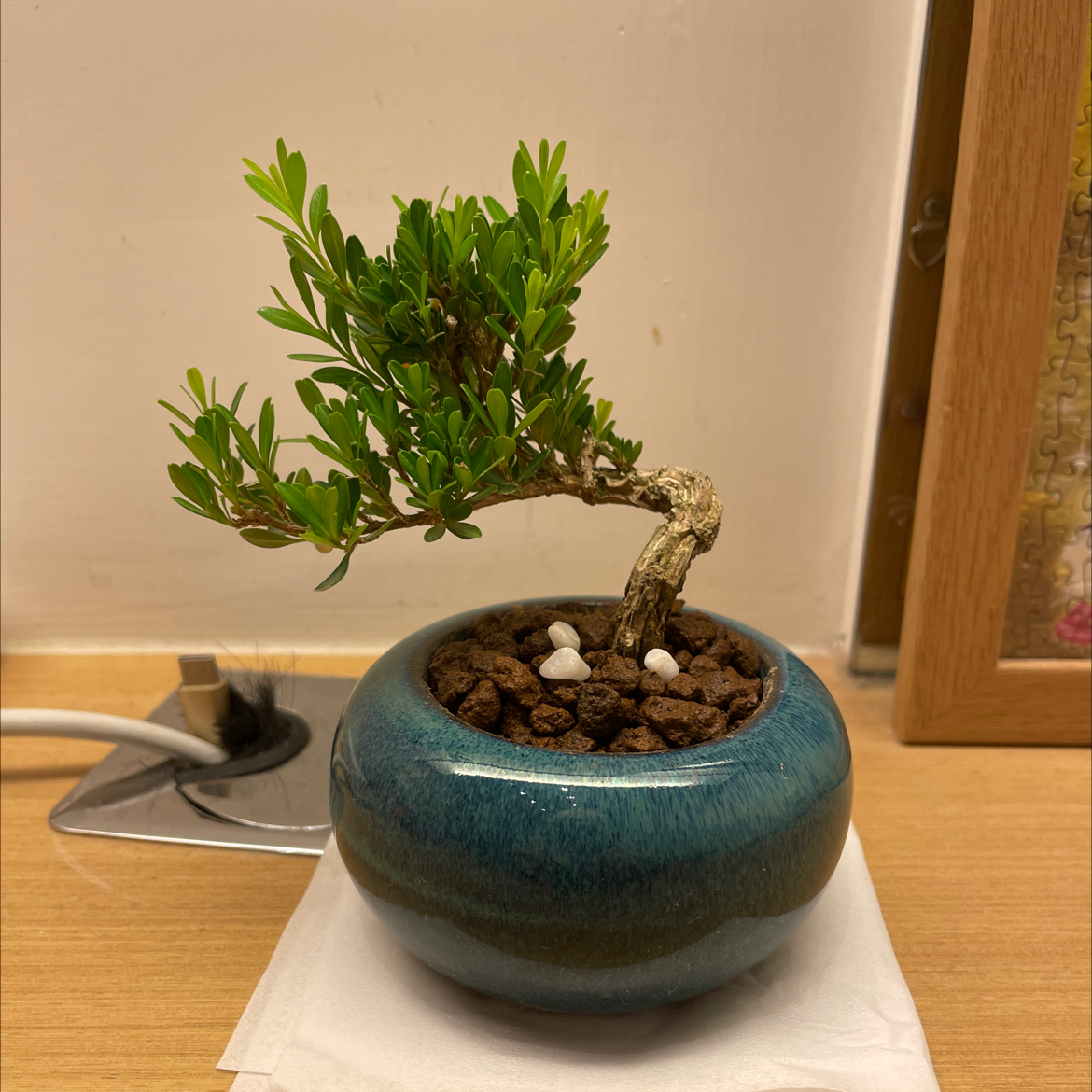 Vibrant and healthy Chinese Elm bonsai tree in a teal ceramic pot on a white background