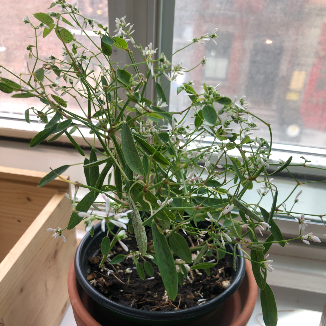 Photo of the plant species Little christmas flower by Whitney named Marie on Greg, the plant care app