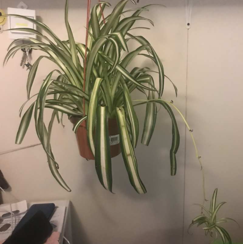 Spider Plant plant photo by Ike named Lemon and Lime on Greg, the plant care app.