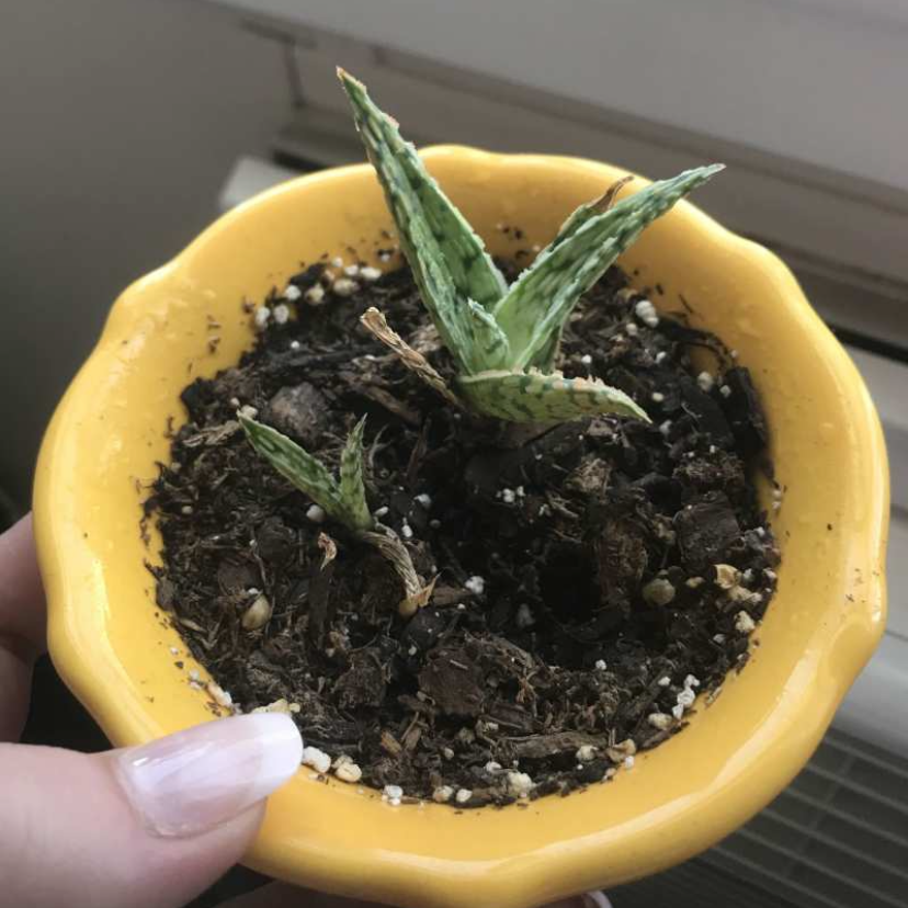 Aloe vera plant photo by Ike named Pele on Greg, the plant care app.