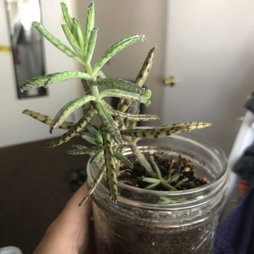 Mother of Millions plant photo by Ike named Chandler on Greg, the plant care app.