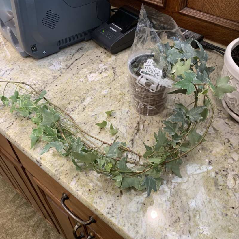 English Ivy plant photo by Ike named Cleopatra on Greg, the plant care app.
