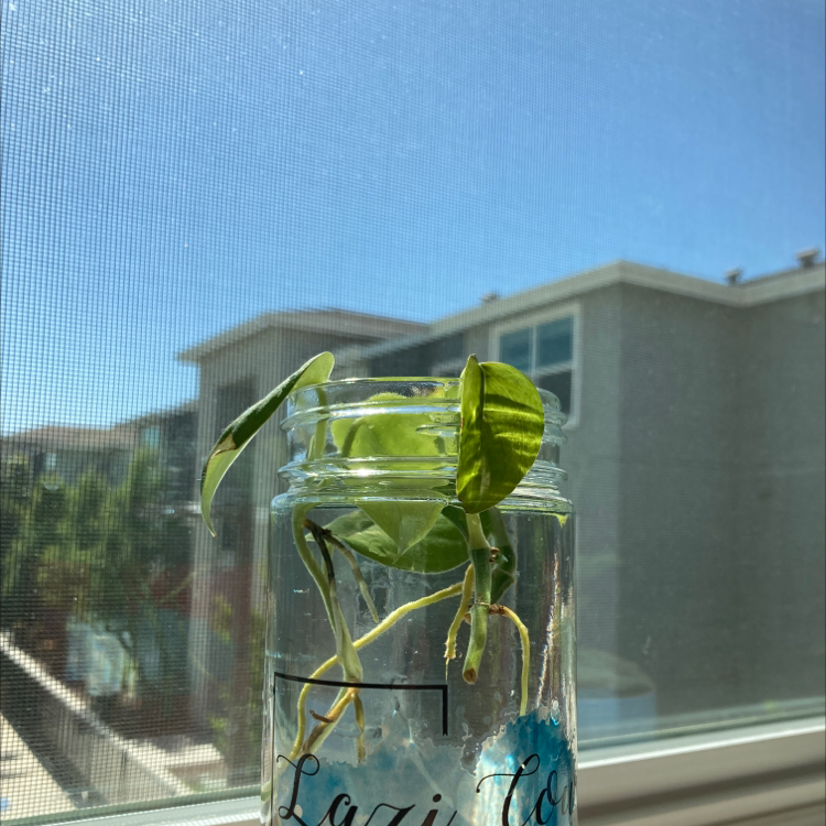Taro Vine plant photo by Michelle named Vevlet and golden pothos propagation on Greg, the plant care app.