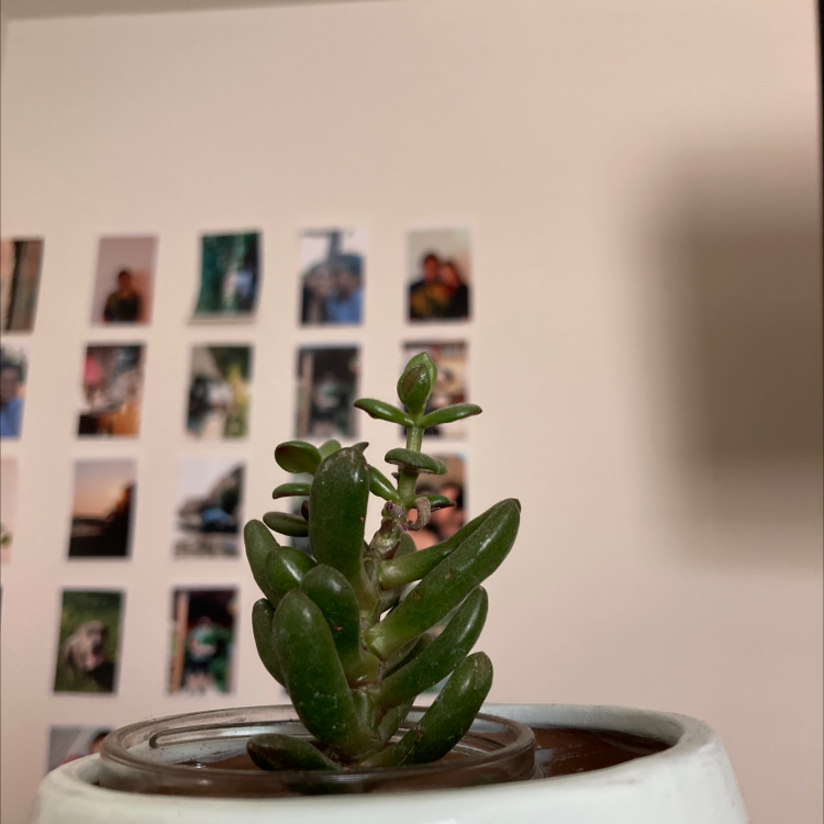 Lucky Plant plant photo by Michelle named Squirt on Greg, the plant care app.
