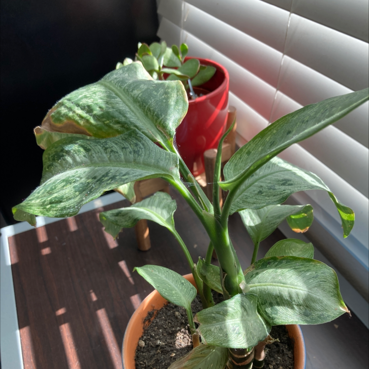 Dieffenbachia plant photo by Michelle named Your plant on Greg, the plant care app.