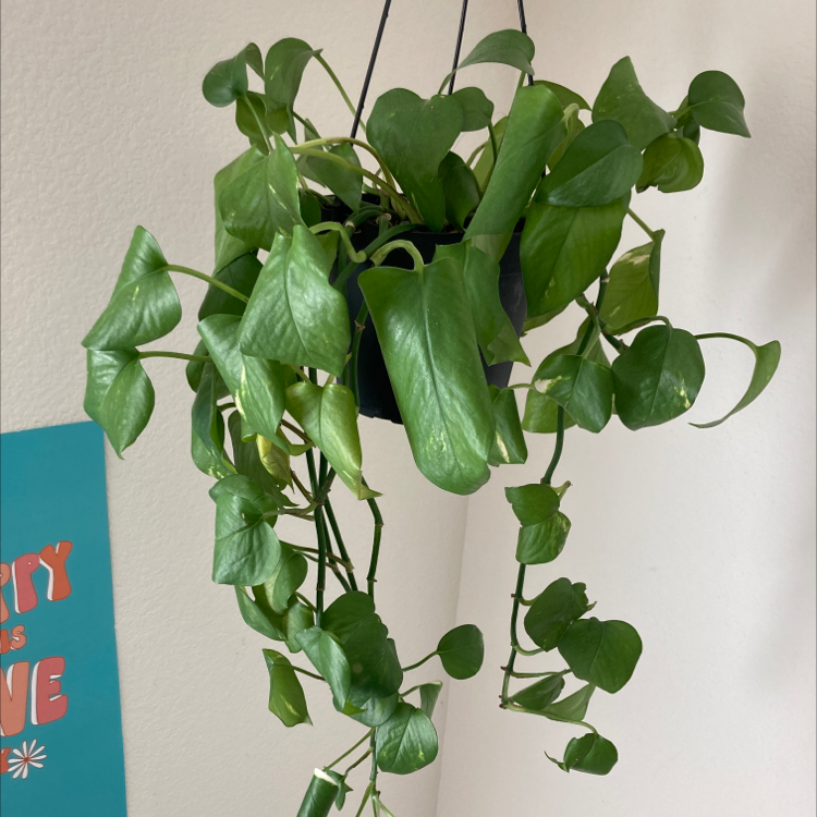 Taro Vine plant photo by Michelle named Day 1 on Greg, the plant care app.
