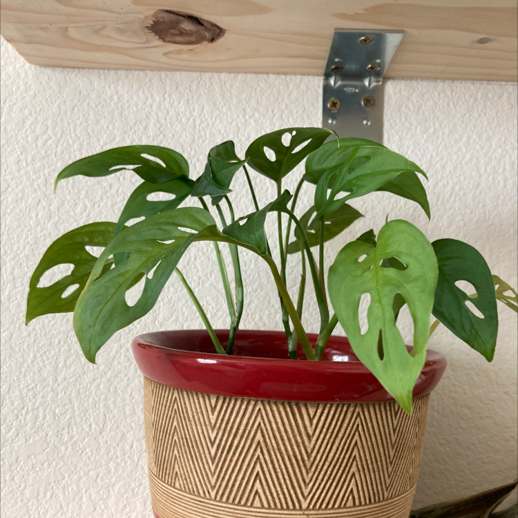 Window Leaf plant photo by Michelle named Holymoly on Greg, the plant care app.