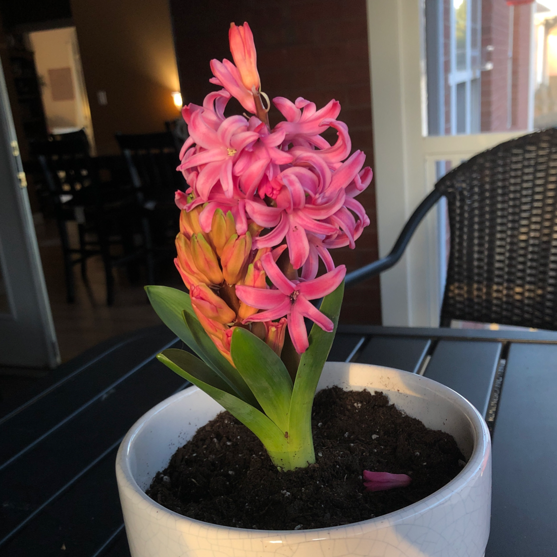 Potted Garden Hyacinth with vibrant pink flowers in focus.