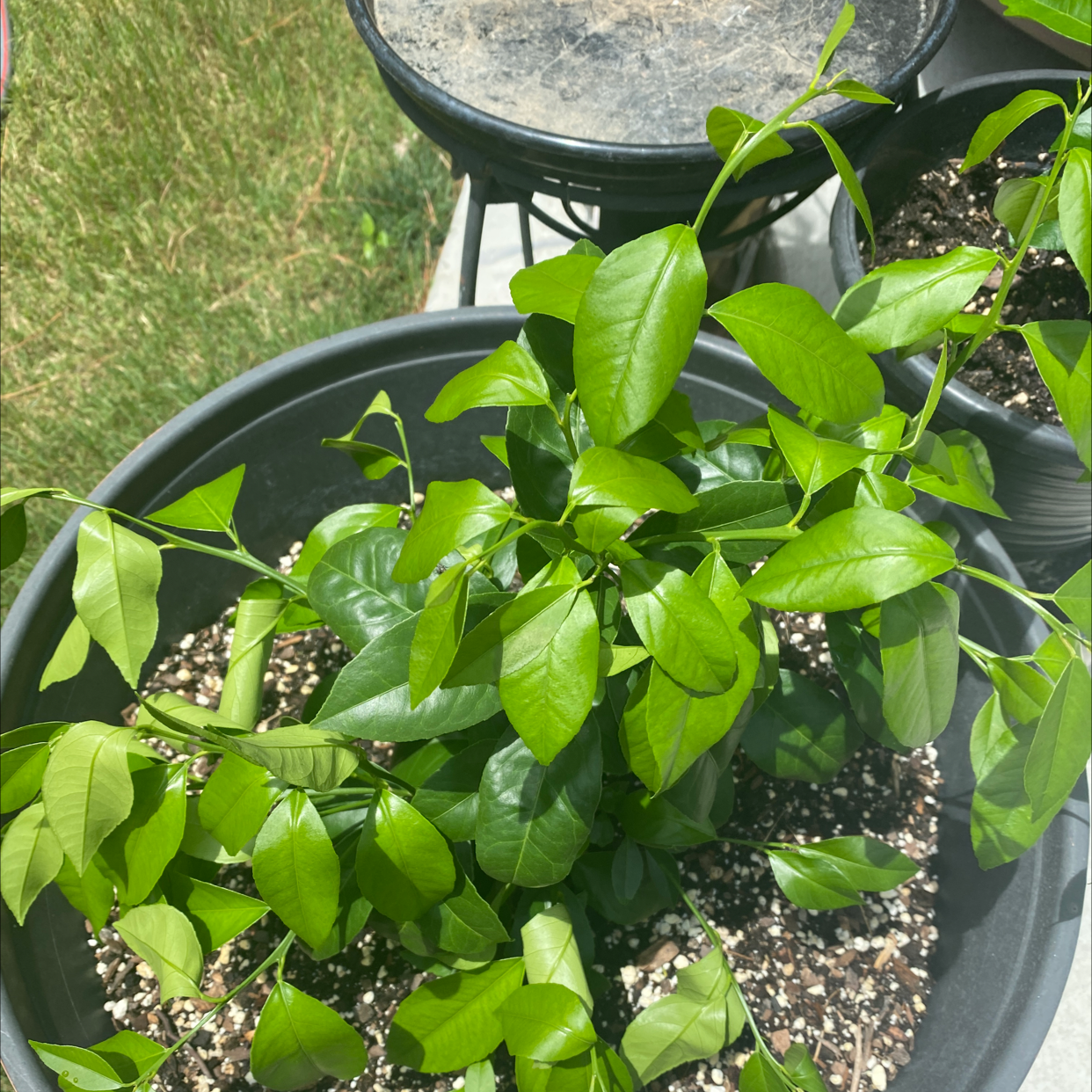 Potted Star Jasmine plant with vibrant green leaves and visible soil.