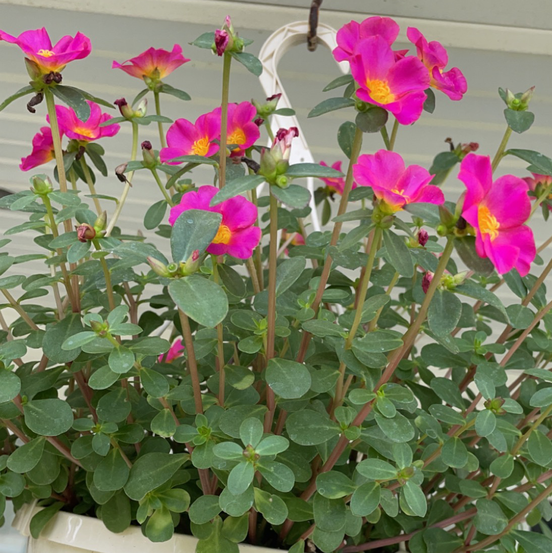 Photo of the plant species Wingpod Purslane by Austin named Queen on Greg, the plant care app