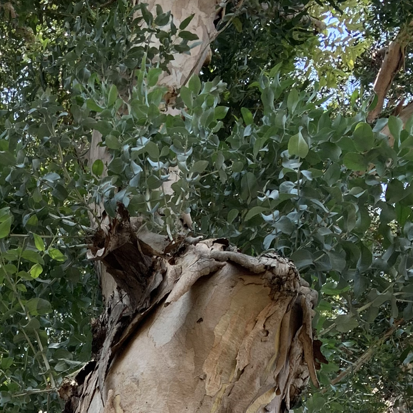 Large, mature Silver Dollar Tree with silvery-blue rounded leaves and thick, gnarled trunk growing outdoors.
