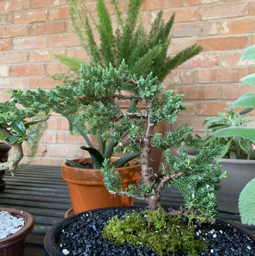 Japanese Garden Juniper in a pot with other plants in the background.