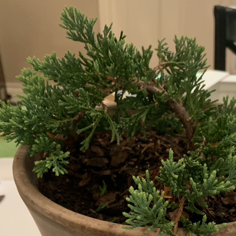 Photo of the plant species Blue Rug Juniper by @AndrewBunt named Tunisia on Greg, the plant care app