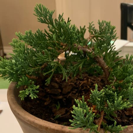 Photo of the plant species Blue Rug Juniper by Andrewbunt named Tunisia on Greg, the plant care app
