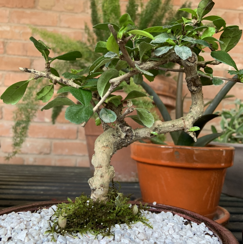 Fukien Tea Tree plant photo by @AndrewBunt named Shifu on Greg, the plant care app.
