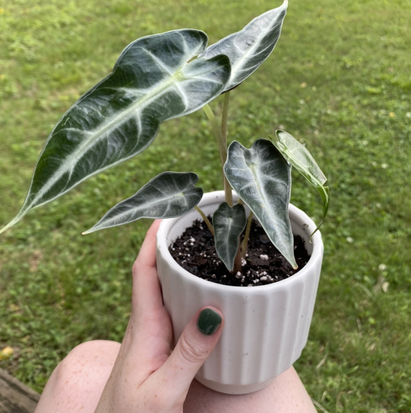 Alocasia 'Bambino' plant in a white pot held by a hand, with healthy green leaves.