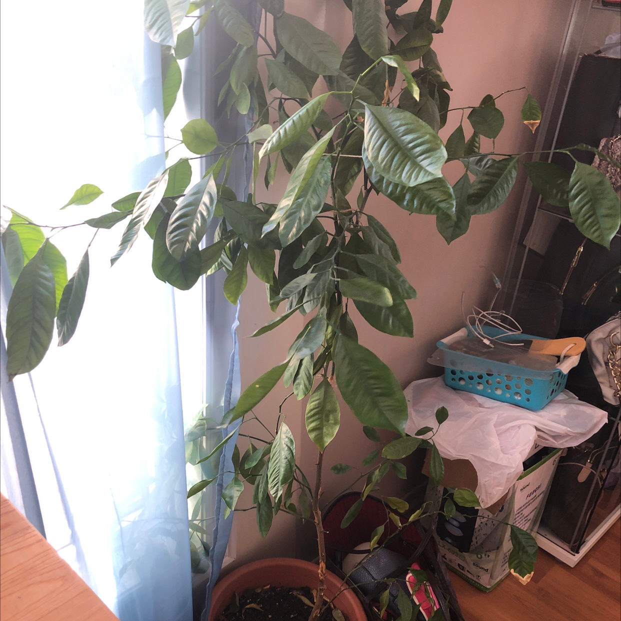 Indoor potted Calamondin plant with healthy green leaves and visible soil.