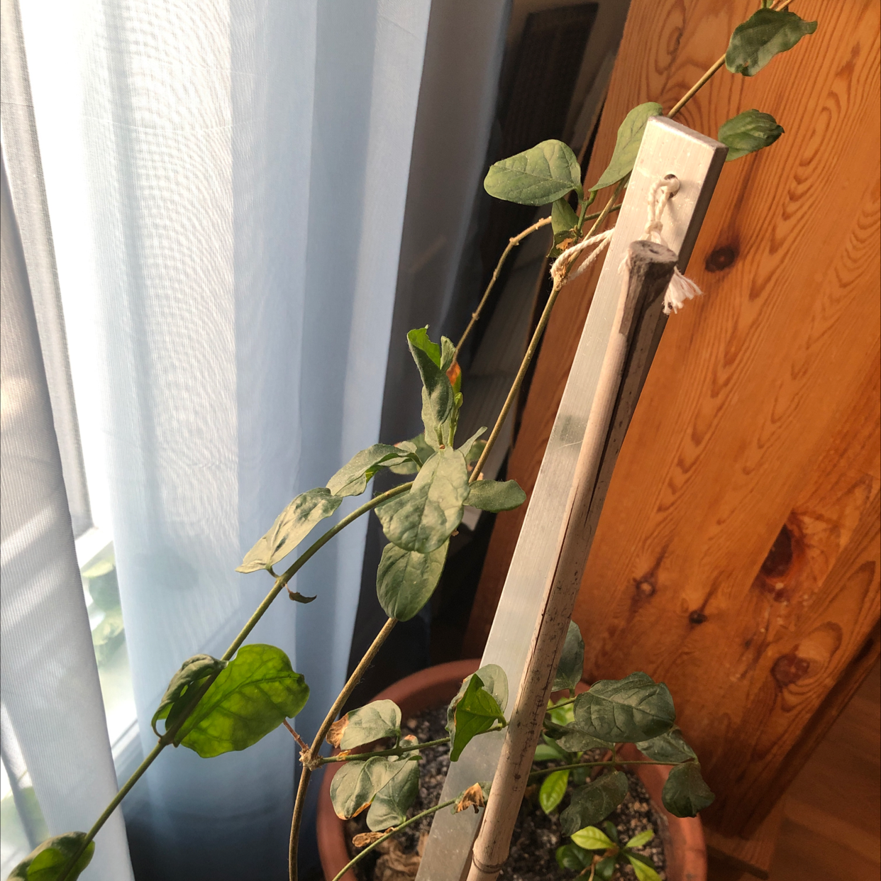 Potted Asian Jasmine plant with green leaves and a vertical support stake.