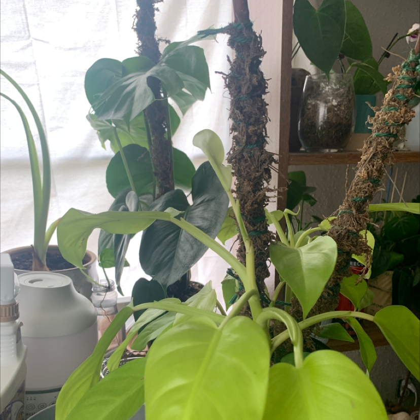 Golden Goddess Philodendron with vibrant green leaves, multiple plants in the background.