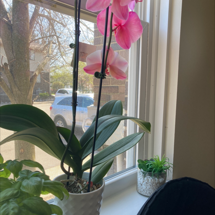 Photo of the plant species Dracula Orchid by Miranda named Denali on Greg, the plant care app