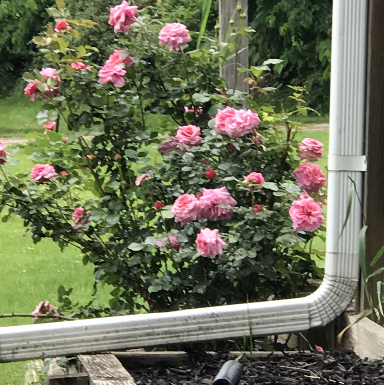 Flowering Beach Rose plant with numerous pink blooms and green foliage.