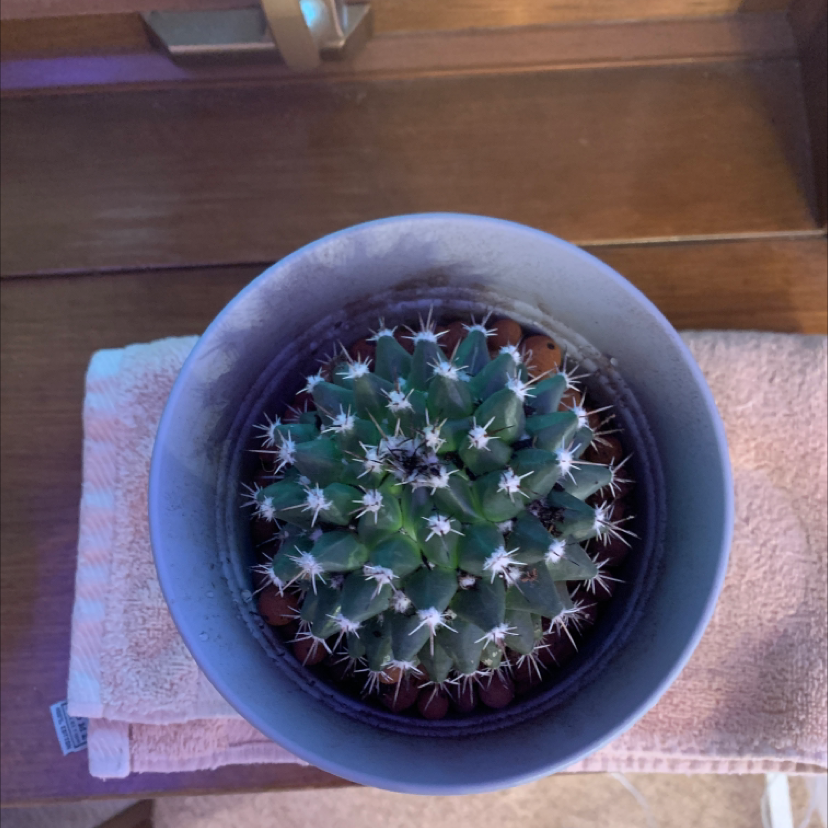 Potted Missouri Foxtail Cactus on a towel, appears healthy.
