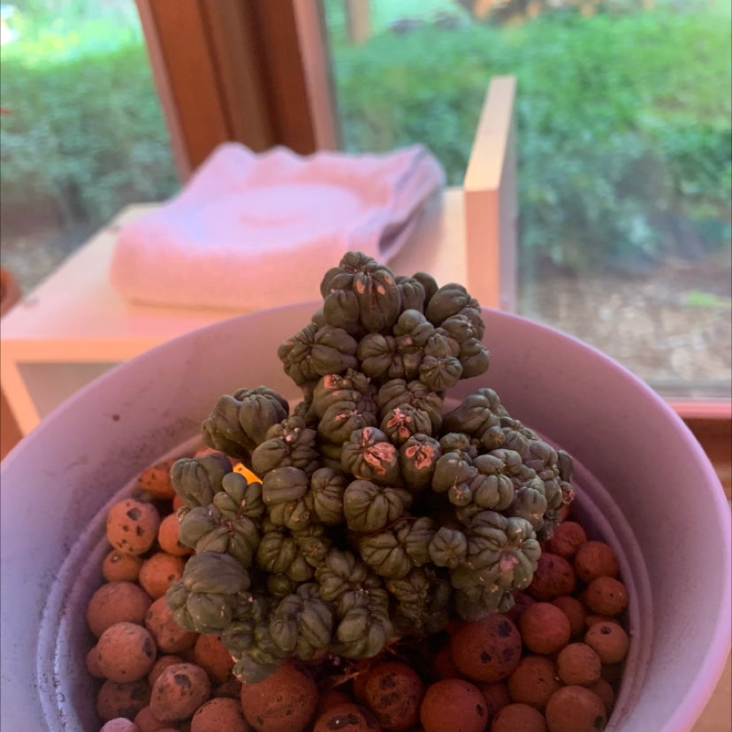 Plant care for Lannea tibatensis on Greg, the plant care app