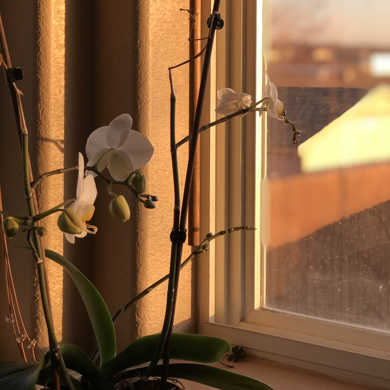 Phalaenopsis Orchid plant photo by @telecasterstripes named Kookie on Greg, the plant care app.