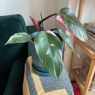 Pink Princess Philodendron plant in New York, New York